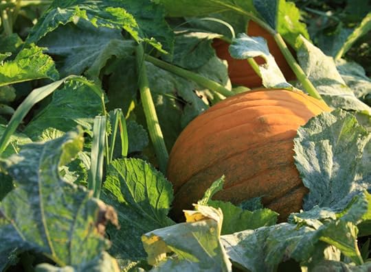 Pumpkin Spice Season Begins
