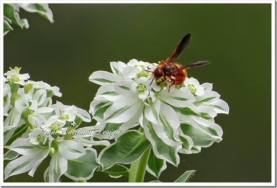 SnowonthePrairieWasp