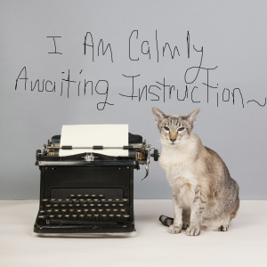 Siamese cat with antique typewriter3