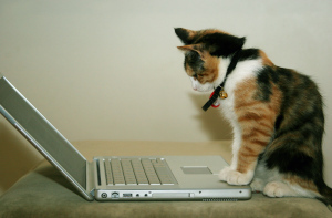cat on laptop