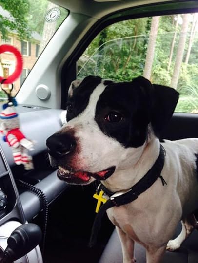Here he is in my car after my run, while I waited for my daughter to bring me my purse so I could take him to Pet Smart to be scanned for a microchip.