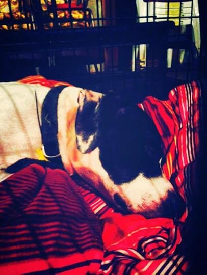 This dog grunts and snores like a PIG. For reals.