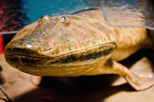 Tiktaalik Field.jpg