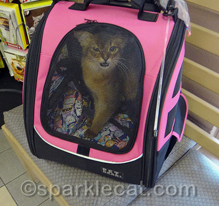 My human says I need to be harness trained before I can go outside of my carrier much
