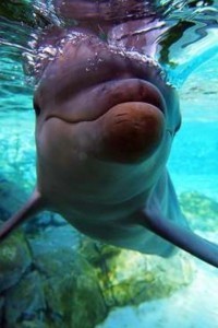 Dolphin close up