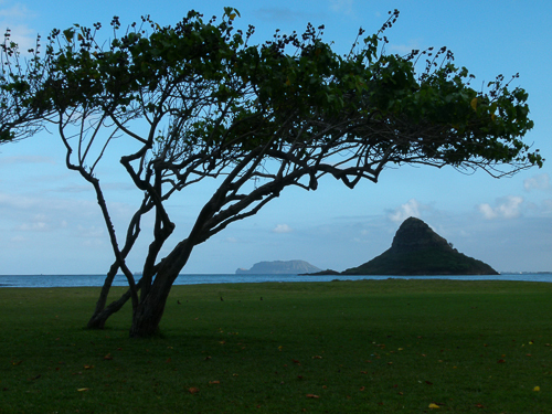 Island and Tree