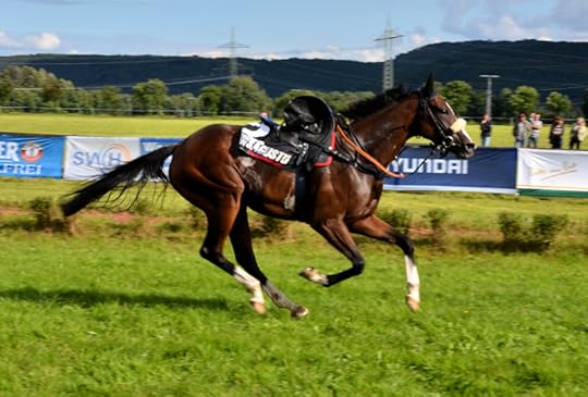 Riderless horse at the Miesau horse races (Pferderennen)