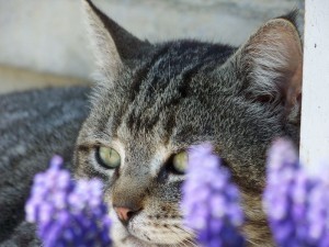 Spring Kitty_resized