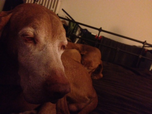 ...and the two most perfect red pups in all the world.