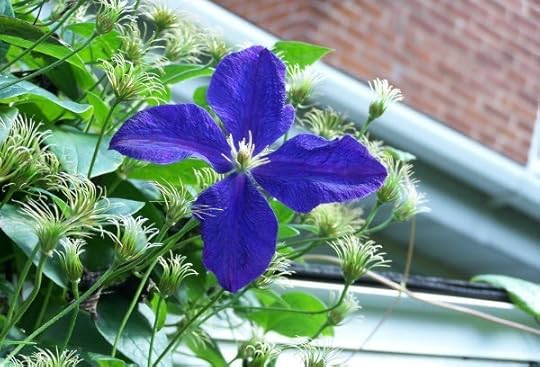 Homeplace, clematis
