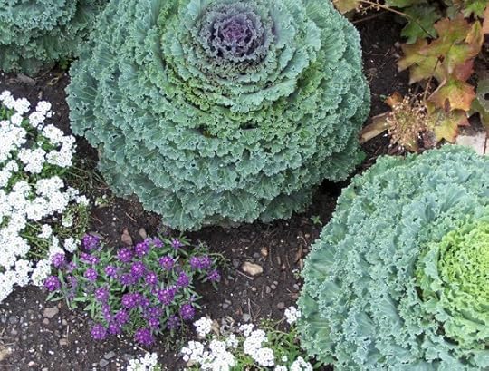 Homeplace, flowering kale