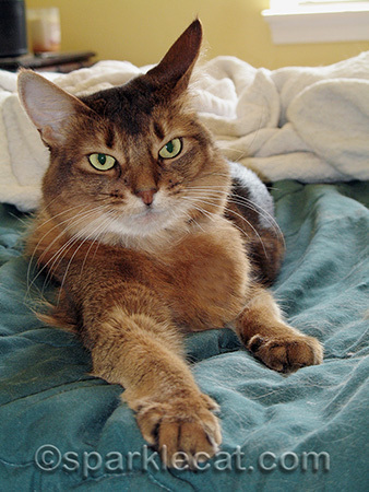 A cat who suffered no fools. Especially not her human
