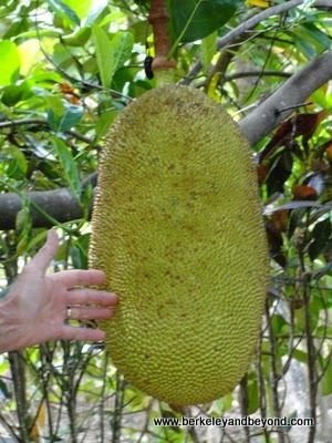 jackfruit at Na Aina Kai Botanical Gardens in Kilauea, Kauai, Hawaii