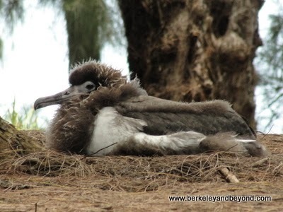 baby Laysan albatross at Na Aina Kai Botanical Gardens in Kilauea, Kauai, Hawaii