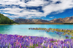 lago-tekapo-nuova-zelanda