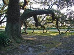  photo Tree1_zpsd4dbc580.jpg