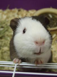 Photo: Well, Cookie is still on the Humane Society's website, so I've submitted an application! Assuming we're approved and he hasn't been promised to someone else, I'm planning to pick him up tomorrow.