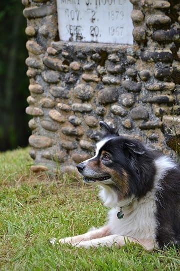 Maggie, one of Lisa Higgin's cadaver dogs, alerting during a training.