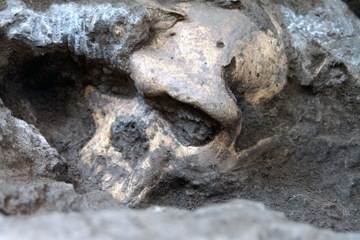 Ancient Homo Skull