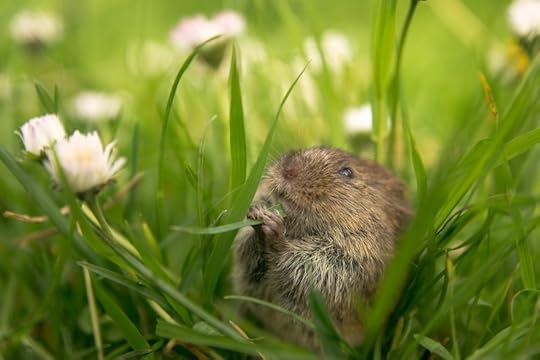 Hungry Vole, Oxfordshire, by Jamie Unwin