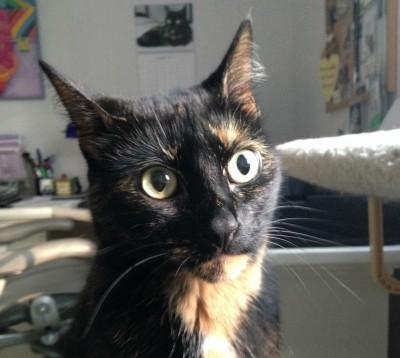 cat_self_confidence