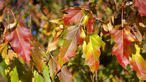 Autumn colour (10311552835)