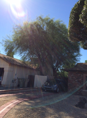 Palo Verdes before trimming.