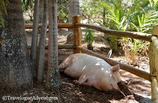 Lola the Pig Playa Avellana Picture