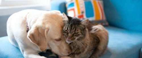cat_and_dog