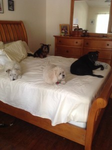 Four dogs on a bed
