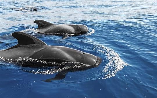 File photo: Large numbers of pilot whales are slaughtered each year on the Faroe Islands, an autonomous territory within the kingdom of Denmark