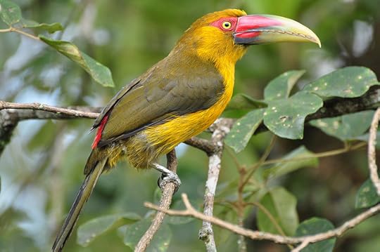 Saffron toucanet