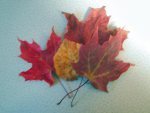 Leaves