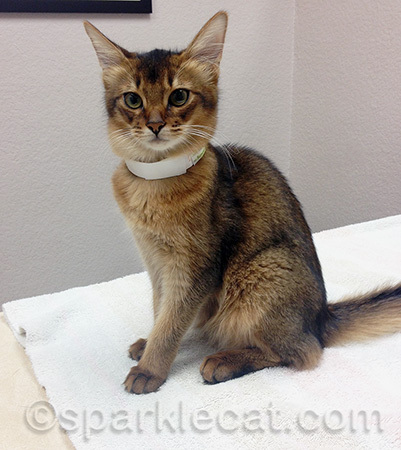 They don't put these on you at cat shows!