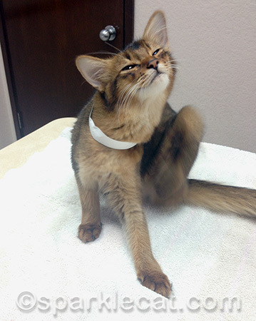 Honestly, it was the collar, not fleas!!