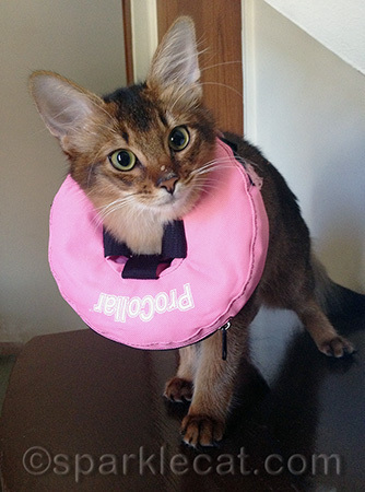 Maybe this counts as a life preserver - I should ask Bailey the Boat Cat