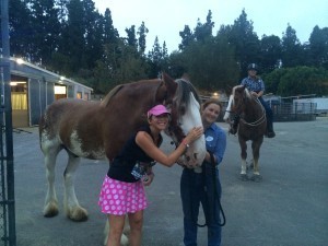 Horses Elise RunDisney