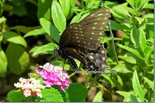Butterfly3