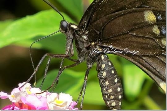 Butterfly1