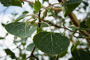 Photo courtesy of Sebring's Snapshots.