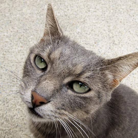 farm-cat-web