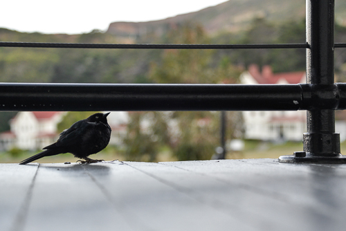Bird on a Porch
