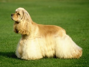 American-Cocker-Spaniel-2