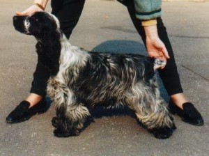 EnglishCocker