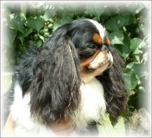 english_toy_spaniel-12521