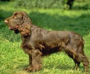 field-spaniel-dog-side-view-photo