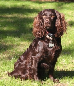 boykin spaniel