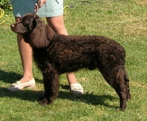 American water spaniel