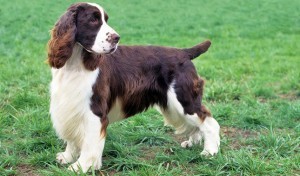 English springer