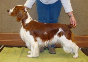 welsh springer
